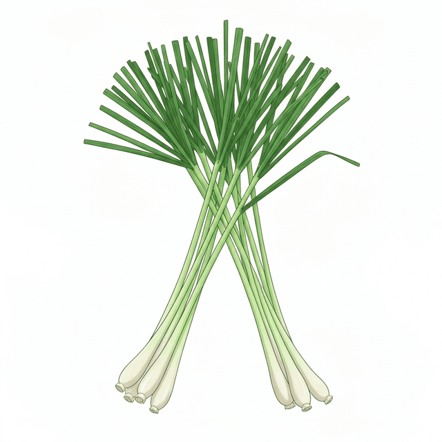 Lemongrass - ตะไคร้ (Takrai) Lemongrass (ตะไคร้ (Takrai)) Ghibli style botanical illustration
